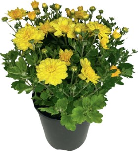 Chrysanthemum-Chrysanthemum-X-Morifolium on sale