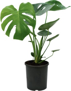 Enrich-with-Nature-Fruit-Salad-Plant-Monstera-Deliciosa on sale