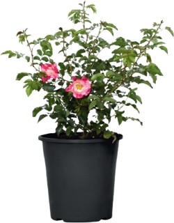 Roses-Rosa-SP on sale