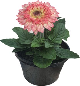 Gerbera-Jamesonii on sale