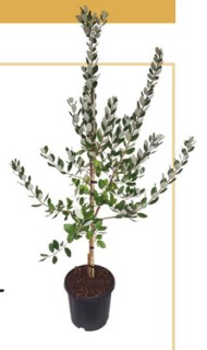 Unique%26rsquo%3B+10L+Feijoa+Tree