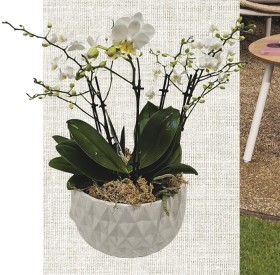 210mm+Moth+Orchid+%28Phalaenopsis+Spp%29+with+Planter+Bowl+in+White