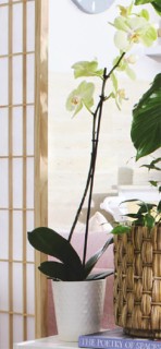 Moth+Orchid+in+Ceramic+Pot