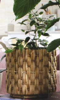 Ficus-Benjamina-Exotica on sale