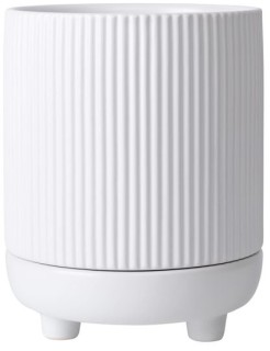 Ctenanthe+%26lsquo%3BGrey+Star%26rsquo%3B+in+Northcote+Pottery+%26lsquo%3BAlure%26rsquo%3B+16cm+Pot+in+Cloud