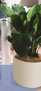 250mm+X+220mm+Large+Round+Plain+Ceramic+Pot+in+Cream