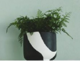 Rabbits-Foot-Fern-in-Astin-Sinclair-Abstract-180mm-x-160mm-Painted-Pot-in-Black on sale