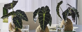 Elephant%26rsquo%3Bs+Ear+or+Alocasia+%26lsquo%3BPolly%26rsquo%3B+%28Alocasia+Amazonica%29