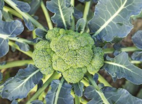 Broccoli on sale