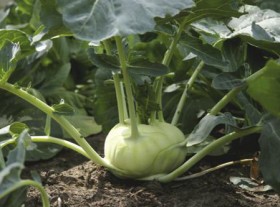Kohlrabi