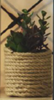 Mistletoe-Cactus-Rhipsalis-Spp on sale