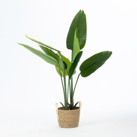 Banana-Palm-115cm on sale