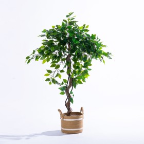 Archer+Ficus+Tree+120cm