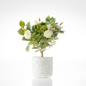 Avery+Rose+Bonsai