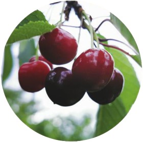 Cherry-Stella-Prunus-Avium-Stella on sale