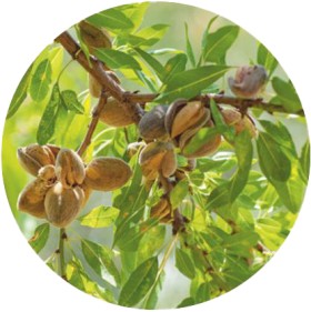 Almond-Garden-Prince-Prunus-Dulcis on sale