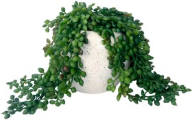 Un-Real-String-of-Pearls-20cm-Artificial-Plant-in-Pot on sale
