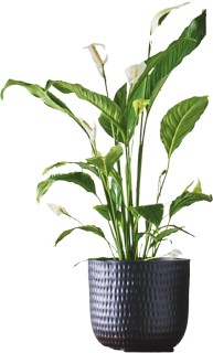 Peace-lily-Spathiphyllum-Sweet-Sebastiano on sale