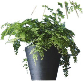 Maidenhair-Fern-Adiantum-Spp on sale
