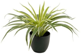Un-Real-Spider-Plant-30cm-Artificial-Plant on sale