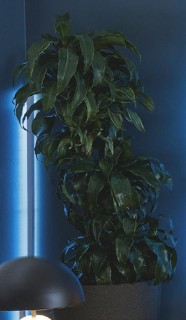 Dracaena-Tall-Triple-Cane-Dracaena-Deremensis on sale