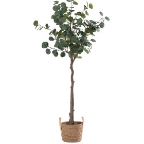 140cm-Eucalyptus-Tree on sale
