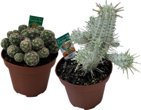 Castle-Rock-Asstd-Cacti on sale