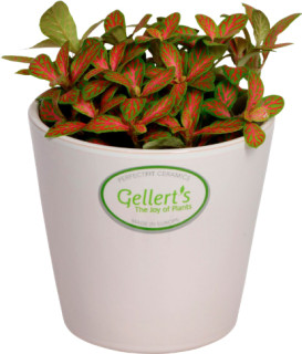 Asstd-Fittonia on sale