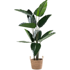 Design-Plus-Banana-Tree-125cm on sale
