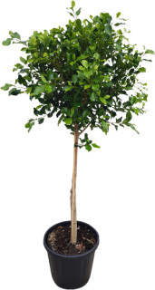 Ficus-Tuffy-Ficus-Microcarpa on sale