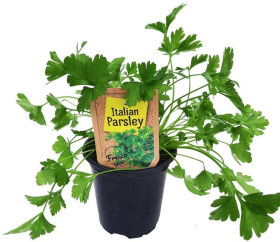 Italian-Parsley-Petroselinum-Crispum-in-Pot on sale