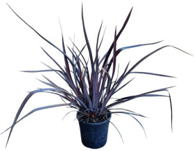 New-Zealand-Flax-Phormium-Tenax on sale