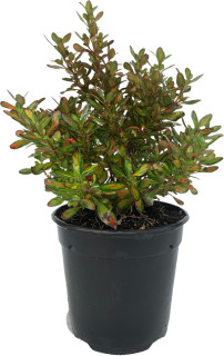 Mirror-Bush-Coprosma on sale