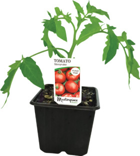Tomato on sale