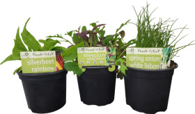 Asstd-Advanced-Herbs-Vegetables on sale