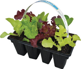 Gourmet-Combo-Lettuce on sale