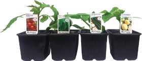 Asstd-Vegetables on sale