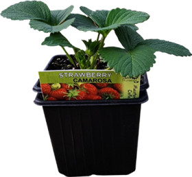 Camarosa-Strawberry on sale