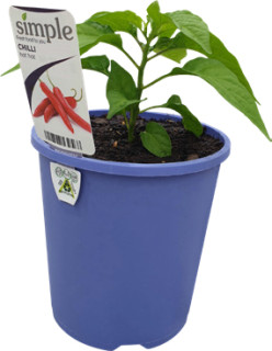 Hot-Hot-Chilli on sale