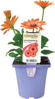 Simple-Colour-Asstd-Osteospermum on sale