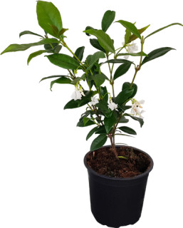Star-Jasmine on sale