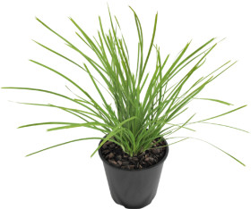 Lime-Tuff-Lomandra on sale