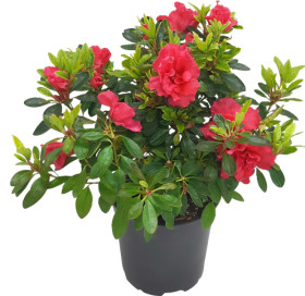 Asstd-Azalea on sale