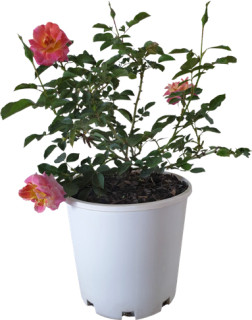 Summer-Rose-Bush on sale