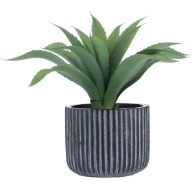 Aloe-in-Ceramic-Pot on sale