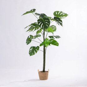 Monstera-150cm on sale